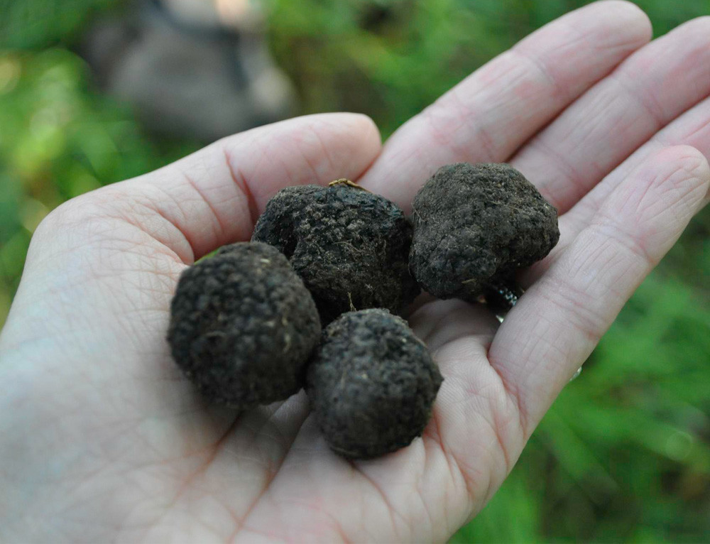 Truficultura sostenible: cómo cultivamos respetando el ciclo natural del bosque