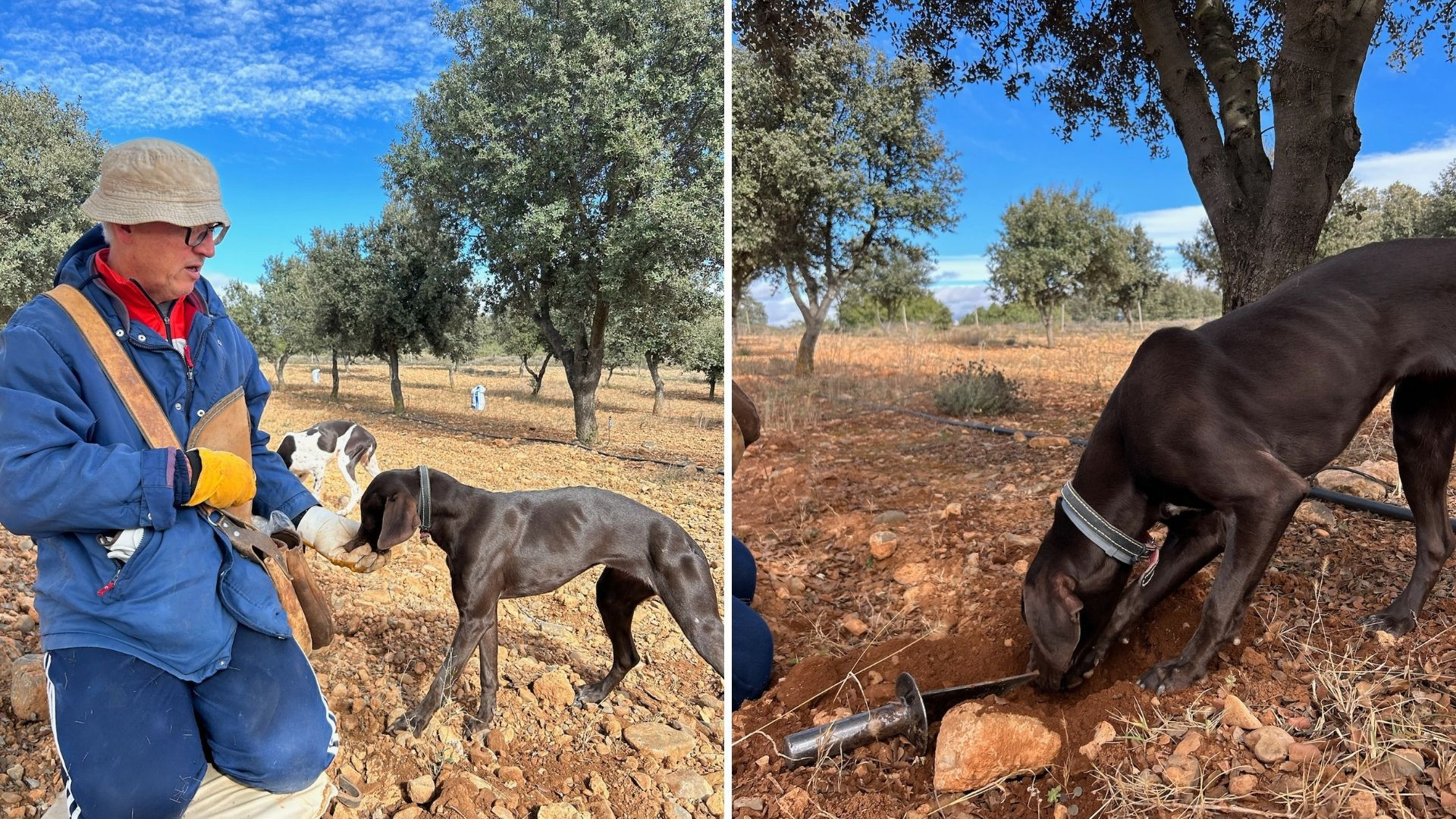 Lo mejor de la temporada: trufa negra fresca de Teruel
