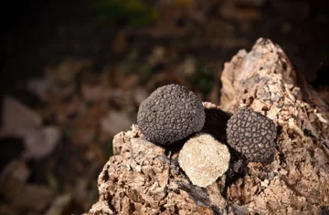 Trufas negras y su origen