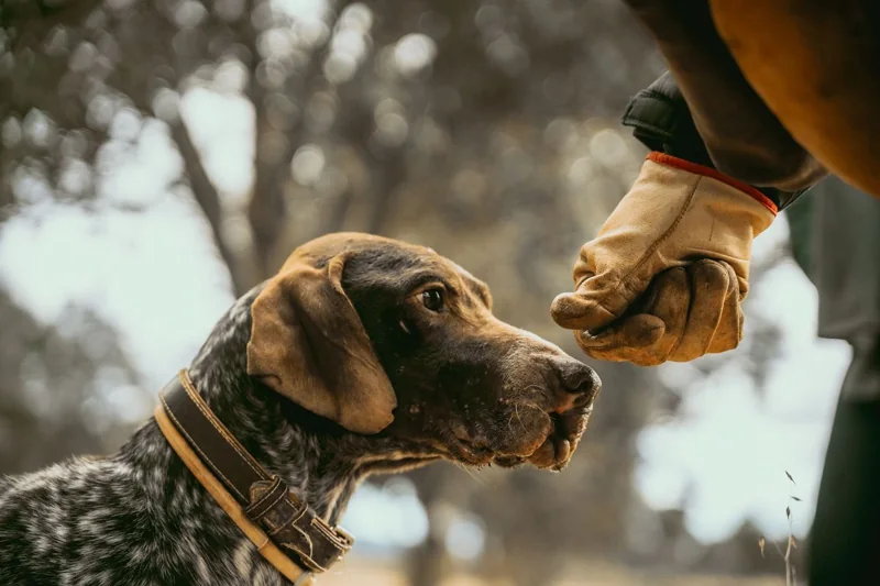Perro trufero durante la búsqueda de trufas con el equipo de Truffal