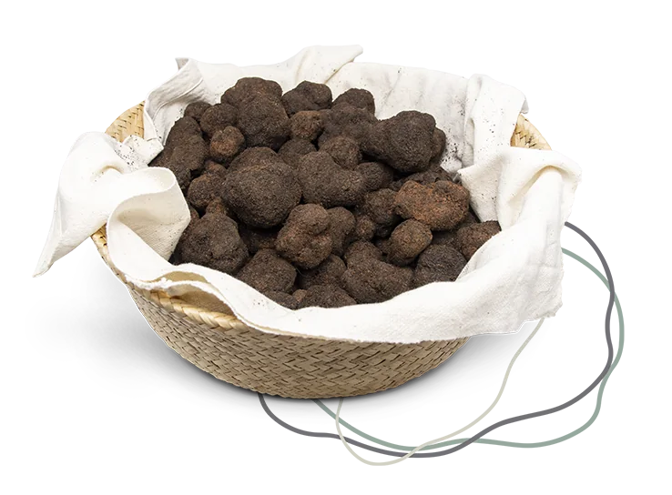 Trufa negra de Teruel recolectada por Truffal en una cesta